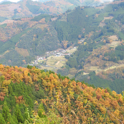 諸塚村 森の特徴