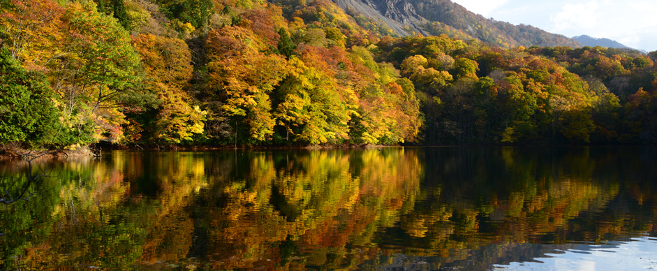 Forest Notes 各地の森について 白神山地 Jvcケンウッド Forest Notes 各地の森について 白神山地 Jvcケンウッド