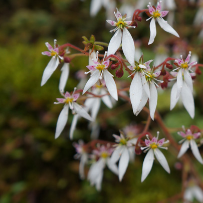 馬路村 四季折々の花や植物の彩り