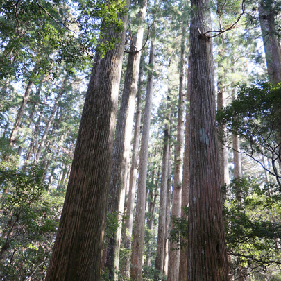 馬路村 森の特徴