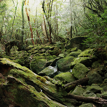 屋久島 森の特徴