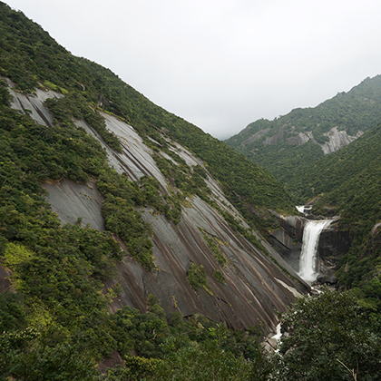 屋久島 森への取り組み