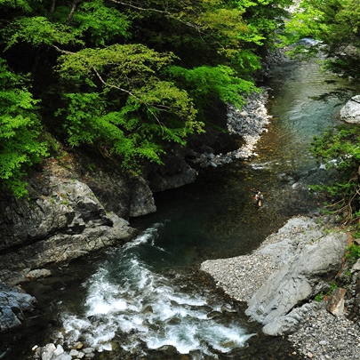 やまなし水源地 森の特徴