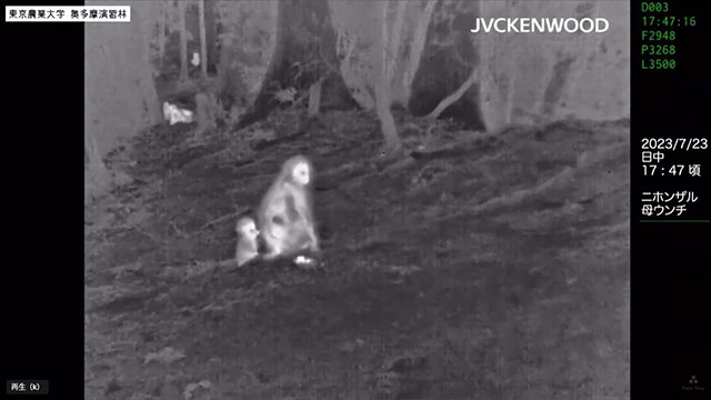 サンプル動画再生
