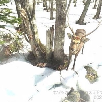 サンプル動画再生