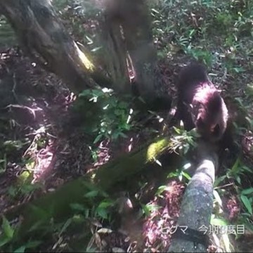 サンプル動画再生