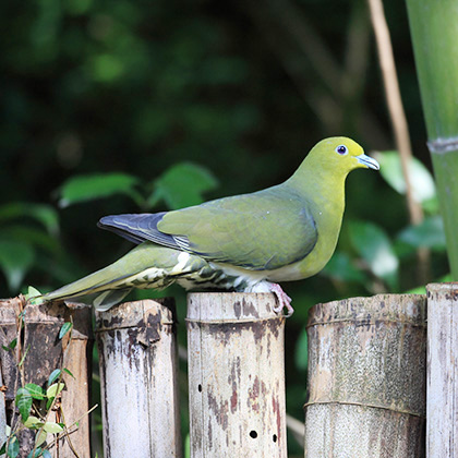 諸塚村 聴こえてくる鳥や動物たちの声