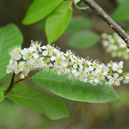 諸塚村 四季折々の花や植物の彩り