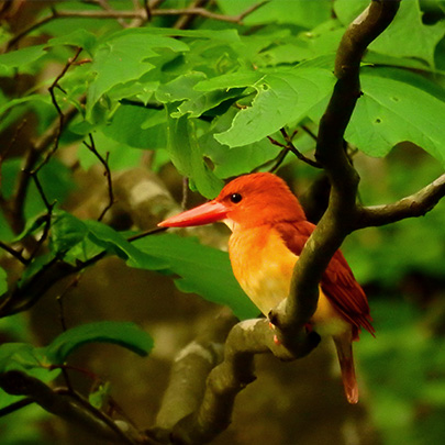 白神山地 聴こえてくる鳥や動物たちの声