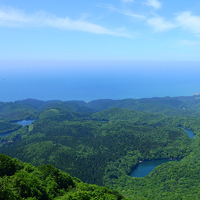 白神山地 森の特徴