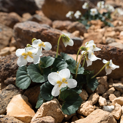 知床 四季折々の花や植物の彩り