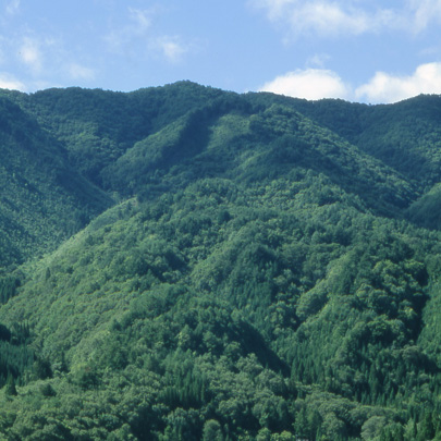 諸塚村 森の特徴