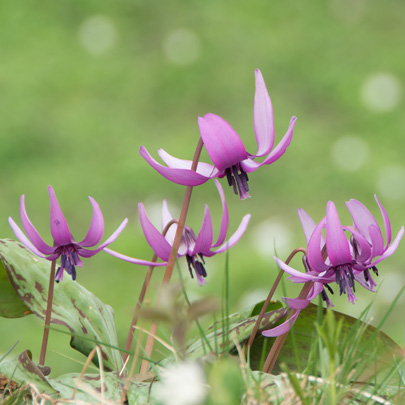 やまなし水源地 四季折々の花や植物の彩り